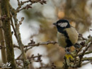 Great Tit - Sikora Bogatka
